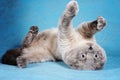 Cat gray scottish fold plays