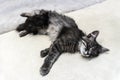 Photo of a cat with a kitten of a beautiful gray variegated color