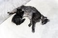 Photo of a cat with a kitten of a beautiful gray variegated color