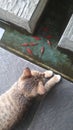 photo of a cat looking at a fish in a pond. Royalty Free Stock Photo