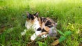 A cat is relaxing in the grass in the garden Royalty Free Stock Photo