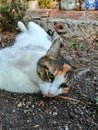 Photo of cat with white and black brownish stripes laying on the earth peacefully Royalty Free Stock Photo