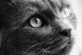 Photo of cat yellow-gray eyes Royalty Free Stock Photo