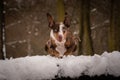 Photo of Catahoula Leopard Dog in jump.