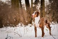 Catahoula Leopard Dog is standing in snow