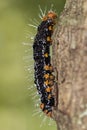 Caterpillar black and orange with water drops on trunk extreme close up - caterpillar black and orange on trunk macro photo Royalty Free Stock Photo