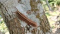 photo of a caterpillar on a tree trunk Royalty Free Stock Photo