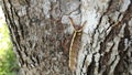 photo of a caterpillar on a tree trunk Royalty Free Stock Photo