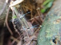 Photo of a caterpillar walking on a tree