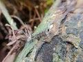 Photo of a caterpillar walking on a tree