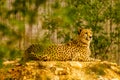 Cheetah on throne