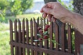 Cherry branch in hand in summer in the garden Royalty Free Stock Photo