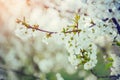 Photo cherry tree bloom with flowers