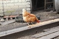 A chicken pecks grain in a village yard Royalty Free Stock Photo