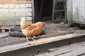 A chicken pecks grain in a village yard Royalty Free Stock Photo