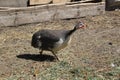 Guinea fowl on a home farm outdoors in summer Royalty Free Stock Photo