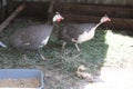 Two guinea fowls in the yard on a home farm outdoors in summer Royalty Free Stock Photo