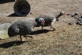 Two guinea fowls in the yard on a home farm outdoors in summer Royalty Free Stock Photo