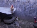 photo of chickens in the coop in the afternoon Royalty Free Stock Photo