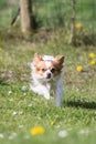 Photo of a Chihuahua dog