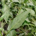 Photo of chili leaves at night