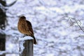 Photo of a Chimango Caracara Milvago chimangoperched on a wooden log over the snow. ushuaia Argentina