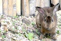 photo of chinchilla rabbit starring at the camera with copy space