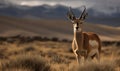 Photo of chiru Panthalops hodgsoni also called Tibetan antelope standing gracefully on the Tibetan Plateau vast and open landscape Royalty Free Stock Photo