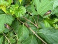 Cicadas Amongst the Green Leaves
