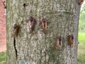 Cicadas on the Tree in spring in May