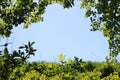 Photo of clear blue sky in natural green frame of grass, leaves and branches of bushes and trees with space for text.