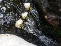 photo of clear water flowing from three channels from a spring Royalty Free Stock Photo