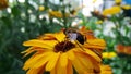 Honey bee collecting pollen from black eyed susan flower having blur background Royalty Free Stock Photo