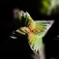 Close up photo of a crassula pogoda succulent plant