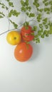 photo close-up of Adiantum capillus-veneris and tomato plants