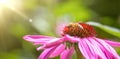 close up of bee on pink flower, sun light Royalty Free Stock Photo