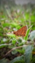 Photo close-up of butterfly on plant