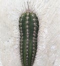 photo close up Cactus plant, suitable for house plants