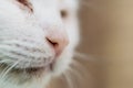 Close up cat`s nose Royalty Free Stock Photo