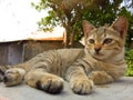 Photo of Close Up Cute Small Sleepy Wild Brown Cat in morning sun shine