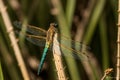 Close-up of a dragonfly resting on a reed