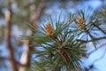 Close-up of pine needles and the embryos of cones and branches Royalty Free Stock Photo