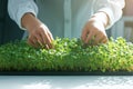 Photo Close up of hands caring for microgreens, promoting green living