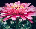 Close-up of a hot pink Gerbera Daisy Royalty Free Stock Photo
