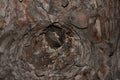 Photo of close up of pine tree bark brown Royalty Free Stock Photo