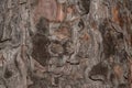 Photo of close up of pine tree bark brown Royalty Free Stock Photo