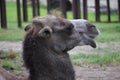 Profile view of head of camel