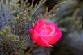 Rose on a on the gray-silvery background