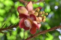 Photo close up red sala or cannon ball flower with blur green leaf background style macro Royalty Free Stock Photo