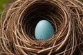 Close-up of a robin\'s nest with blue eggs